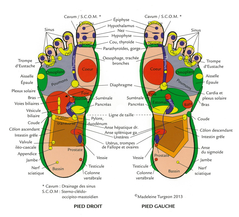 carte pieds réflexologie